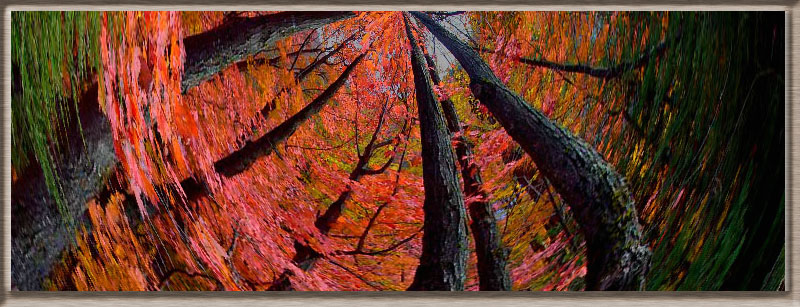 photo "Circulation" tags: montage, 