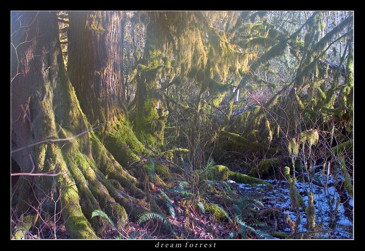 photo "dream forrest" tags: landscape, forest, winter