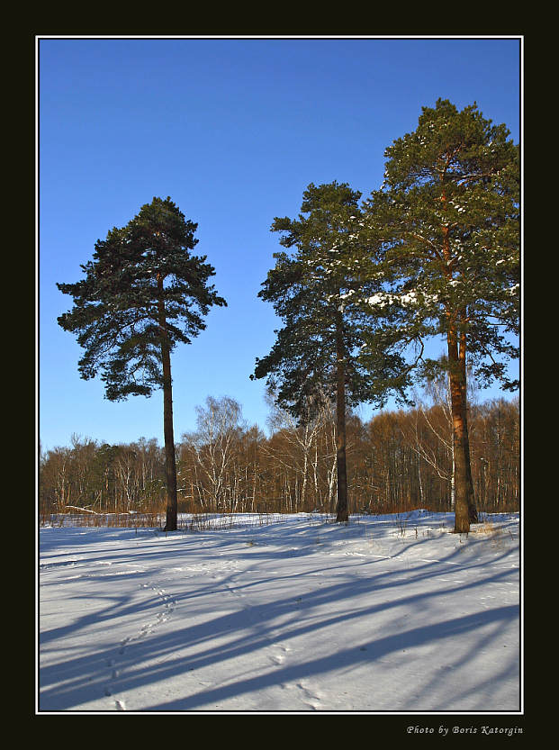 photo "Sun-for a summer, winter-on a frost" tags: landscape, forest, winter