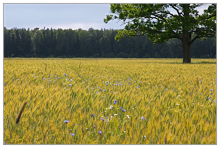 photo "***" tags: landscape, nature, summer