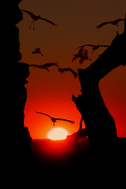 photo "the birds" tags: nature, landscape, sunset, wild animals