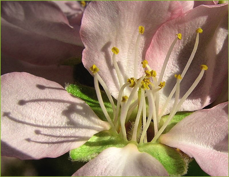 photo "A close-up of spring" tags: nature, macro and close-up, flowers