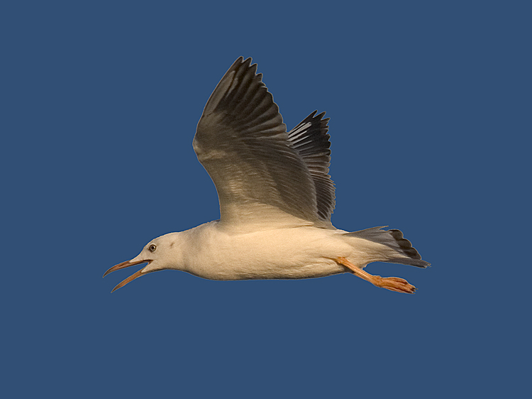 photo "Gull in flight 4" tags: nature, wild animals