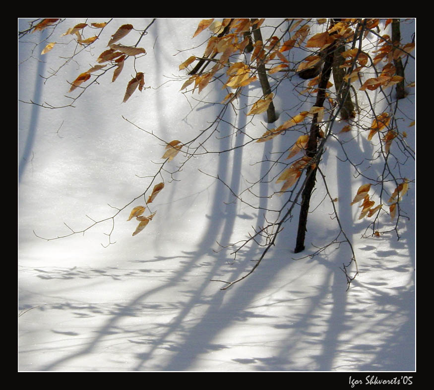 фото "Fall shadows" метки: пейзаж, зима, лес