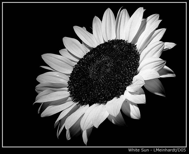 photo "White Sun" tags: nature, macro and close-up, flowers