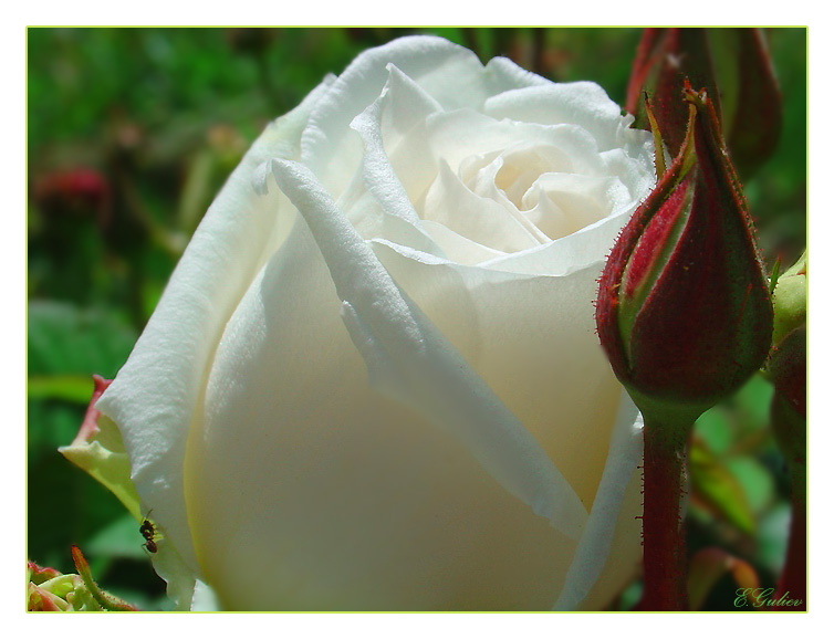 фото "Rose..." метки: природа, насекомое, цветы