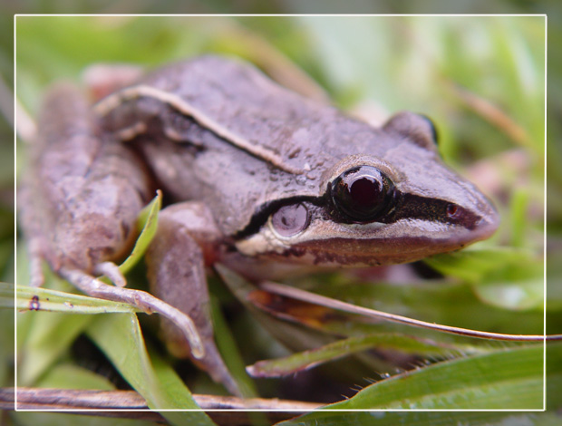 photo "Leptodactylus sp." tags: travel, nature, South America, wild animals