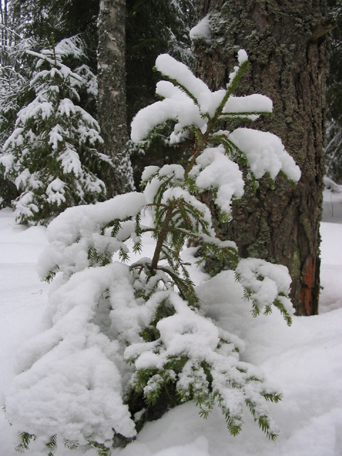 photo "Small fur-tree" tags: landscape, forest, winter