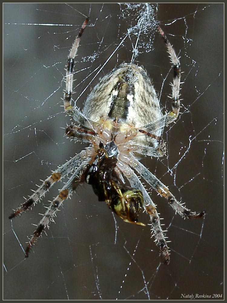 photo "Dinner-time" tags: nature, macro and close-up, insect
