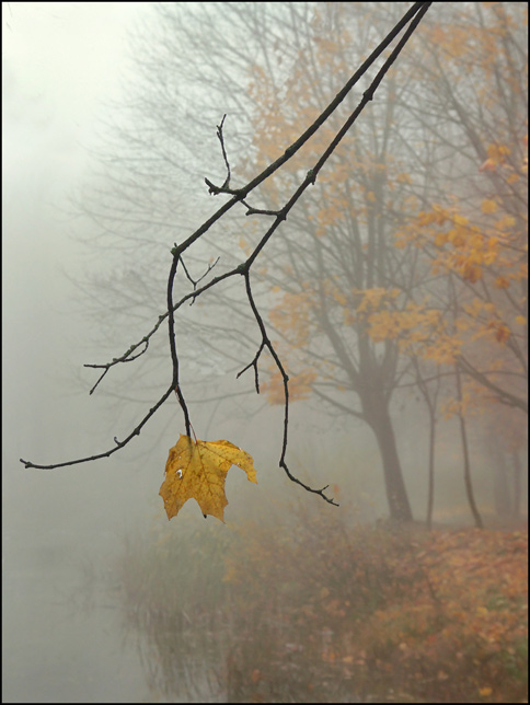 photo "Foggy etude" tags: landscape, autumn