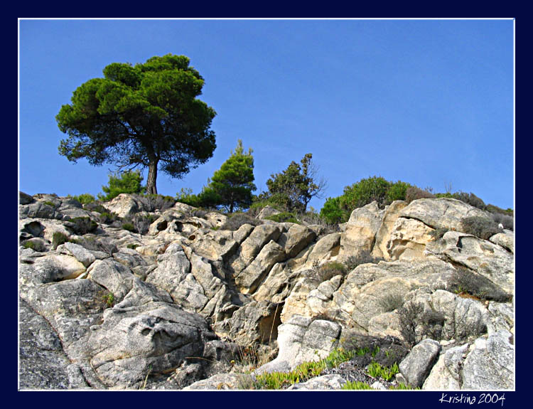 photo "Tree On The Rocks" tags: travel, landscape, Europe, mountains