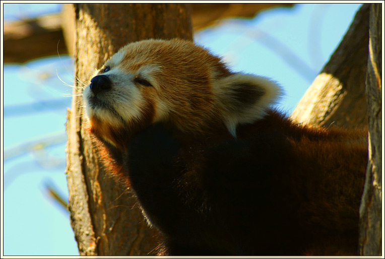 photo "Red Panda" tags: nature, wild animals