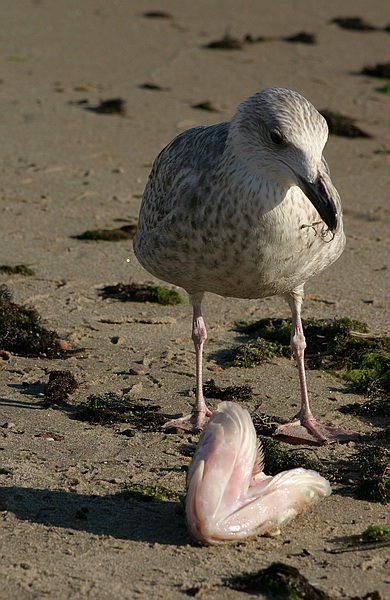 photo "Food with seagull" tags: nature, wild animals