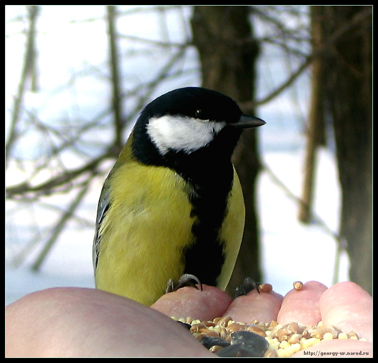 photo "Titmouse" tags: nature, wild animals