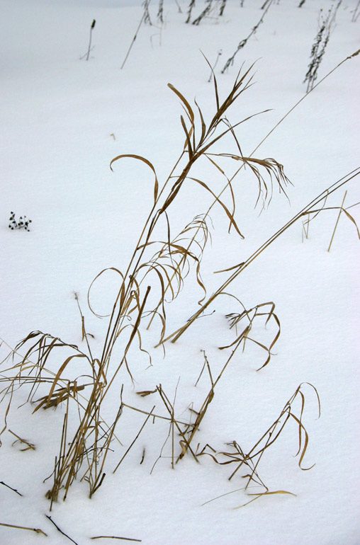 photo "winter" tags: landscape, nature, flowers, winter