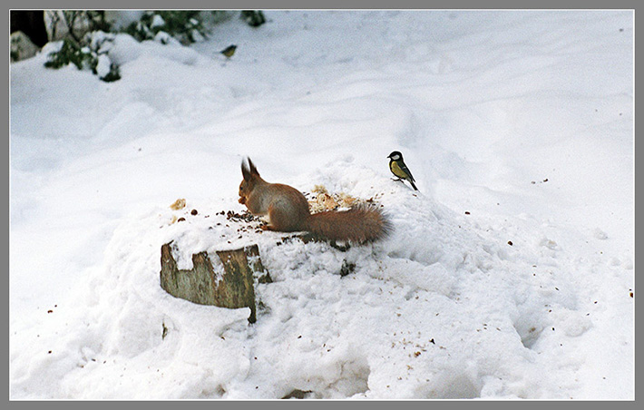 photo "Keep Order, Please" tags: nature, wild animals