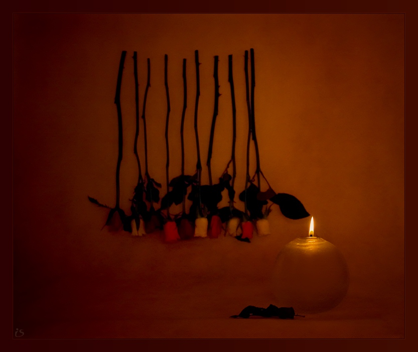 photo "Love is newer certain" tags: still life, 