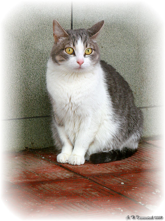 photo "Vigilance" tags: nature, misc., pets/farm animals