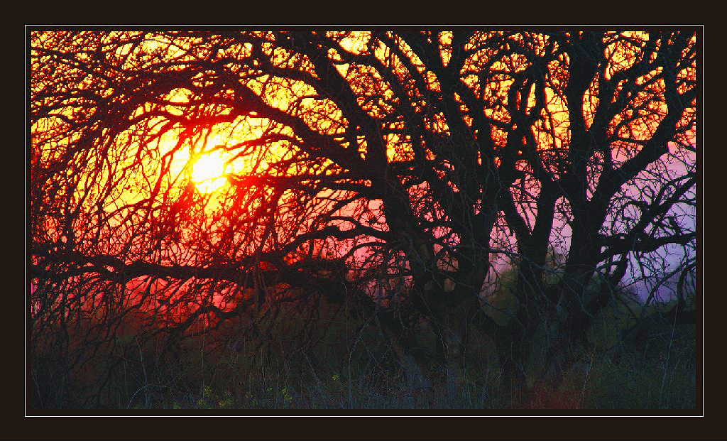 photo "The sun which has got confused in branches." tags: landscape, sunset, winter