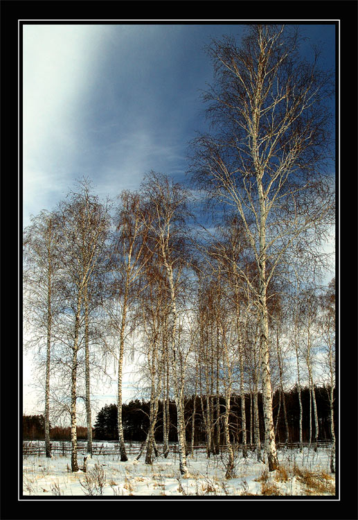 photo "White Birches" tags: landscape, forest, winter