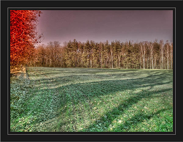 photo "freez" tags: landscape, forest, winter