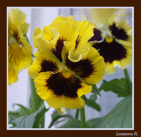 photo "Viola" tags: macro and close-up, nature, flowers