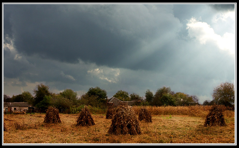 photo "Corn harvest" tags: landscape, autumn, clouds