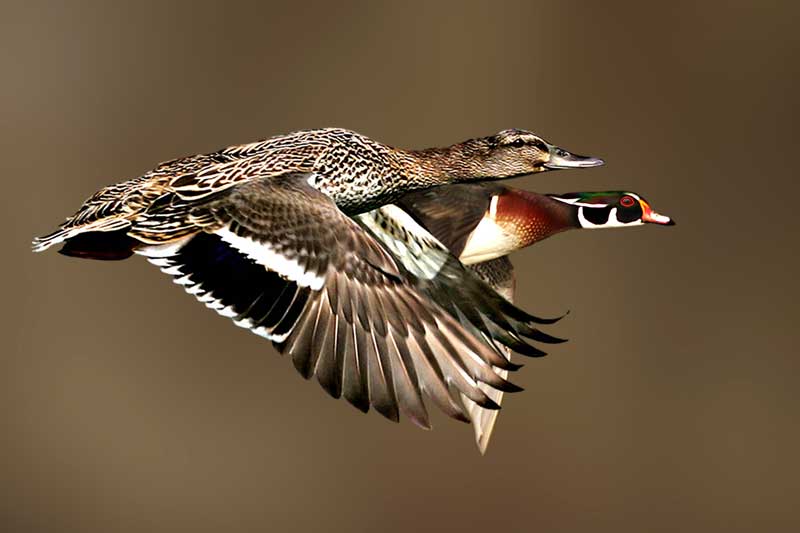 фото "Mallard/Wood Duck" метки: природа, дикие животные