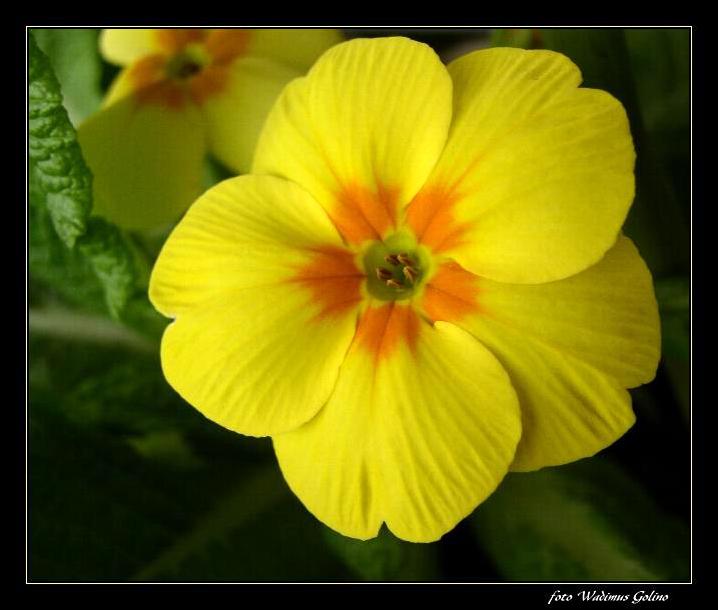 photo "Flower - The Primrose." tags: macro and close-up, nature, flowers