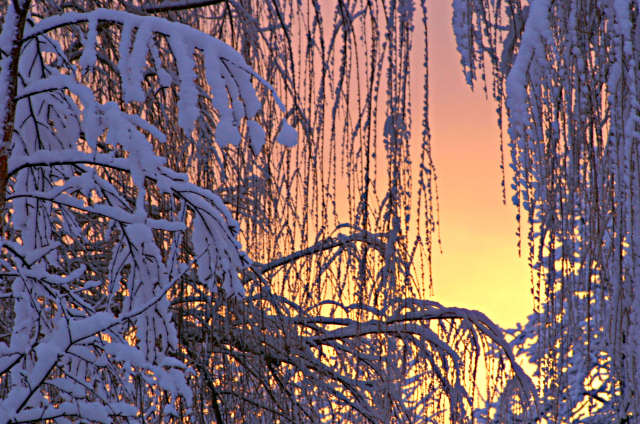 photo "Willow at Sunrise" tags: landscape, sunset, winter