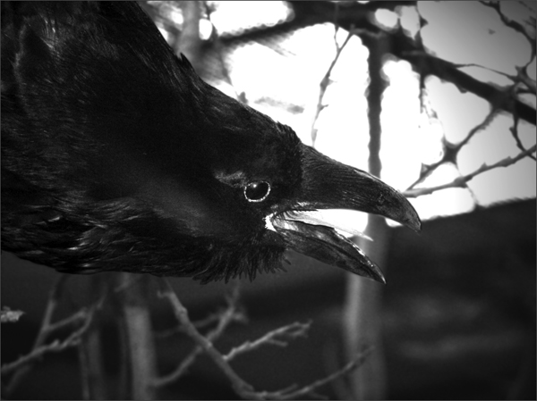 photo "Black Crown" tags: nature, black&white, wild animals