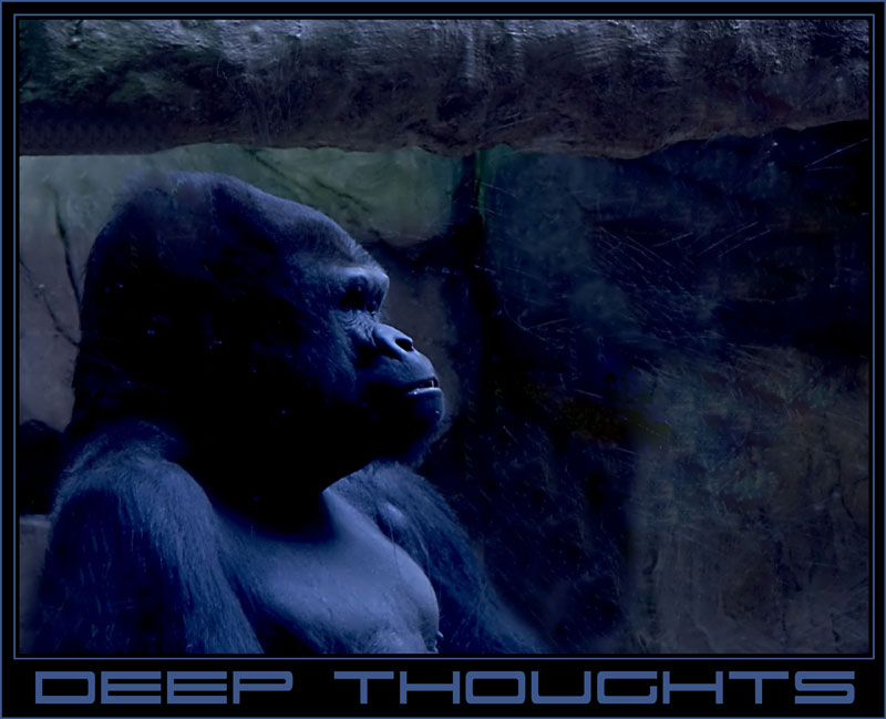 photo "Deep Thoughts" tags: nature, portrait, wild animals