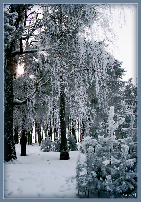 photo "Dark blue hoarfrost" tags: landscape, nature, winter