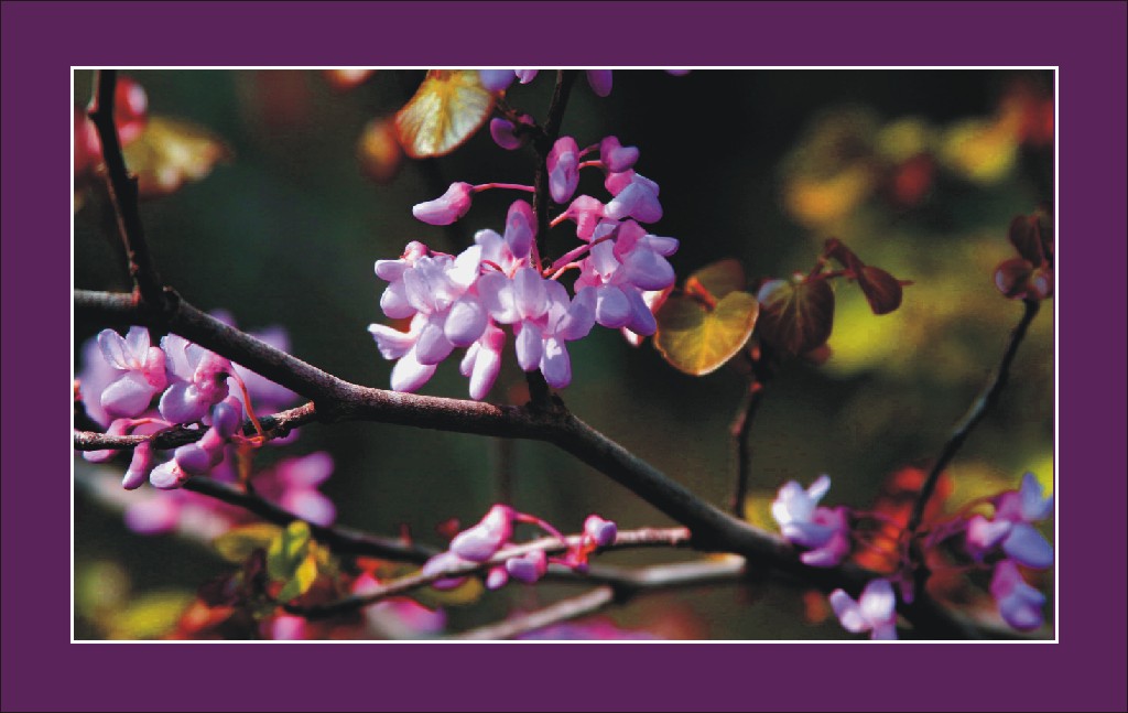 photo "Tropical February" tags: macro and close-up, nature, flowers