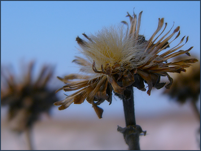 photo "Winter flowers." tags: nature, still life, 