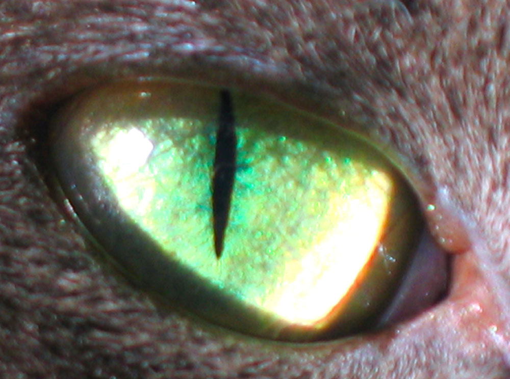 photo "Eye of  animal" tags: macro and close-up, misc., 