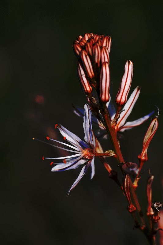 photo "Flower#2" tags: still life, 