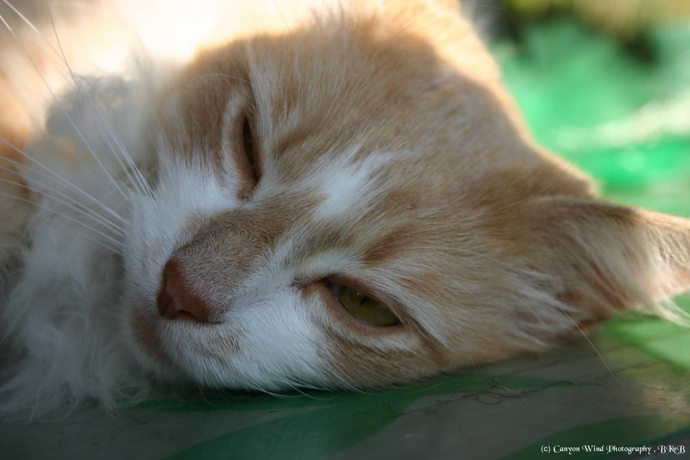 photo "They call Me Stanley !" tags: macro and close-up, nature, pets/farm animals