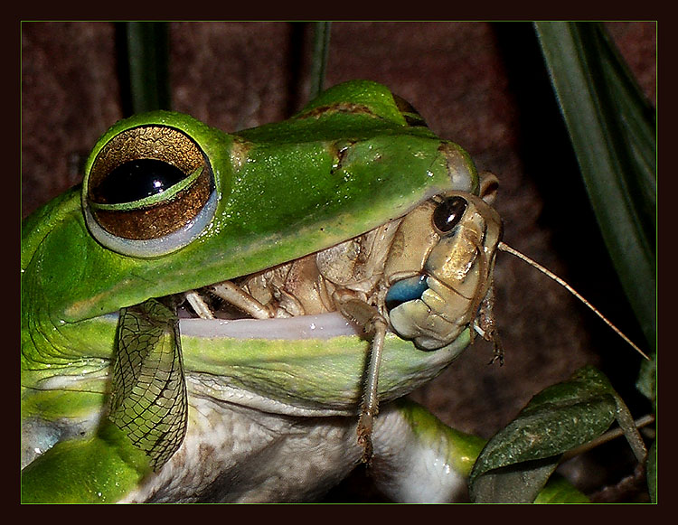 photo "Valedictory glance at the world..." tags: genre, macro and close-up, 