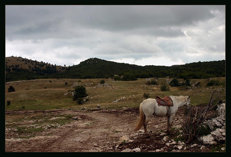photo "Horse on Road" tags: nature, landscape, mountains, pets/farm animals