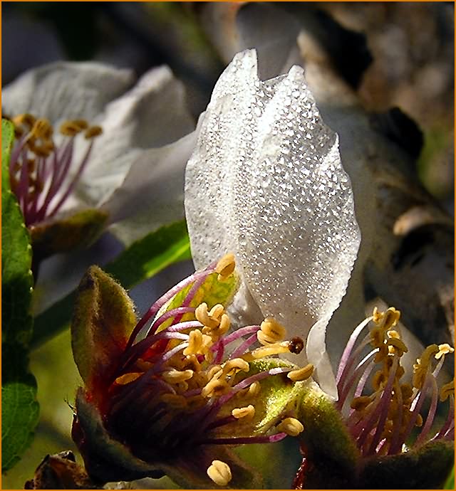 photo "THE LIFE OF CAVALIER DE LA GUARDE IS SO SHORT..." tags: macro and close-up, nature, flowers