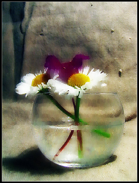 фото "les fleurs du bien 1 | les r&#234;ves color&#233;s" метки: натюрморт, фотомонтаж, 