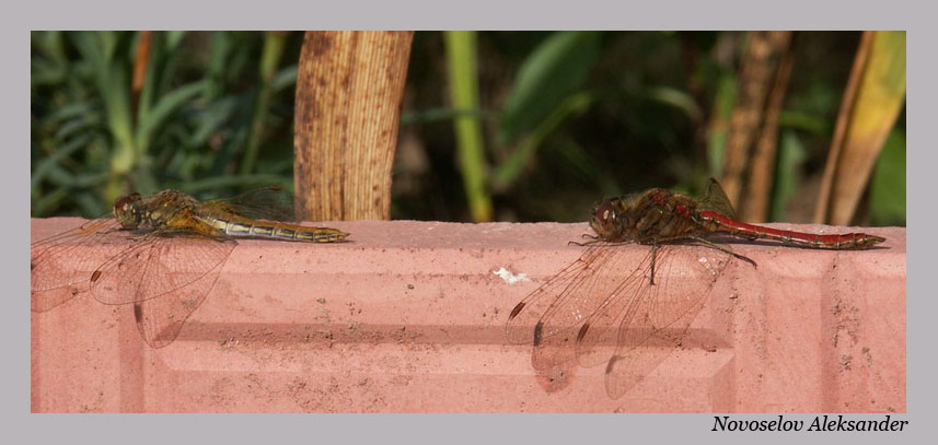 photo "Air station" tags: nature, insect