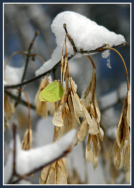 photo "Pending spring" tags: nature, insect