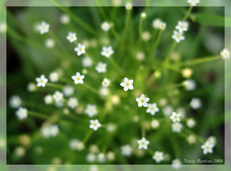 photo "Mood..." tags: nature, macro and close-up, flowers