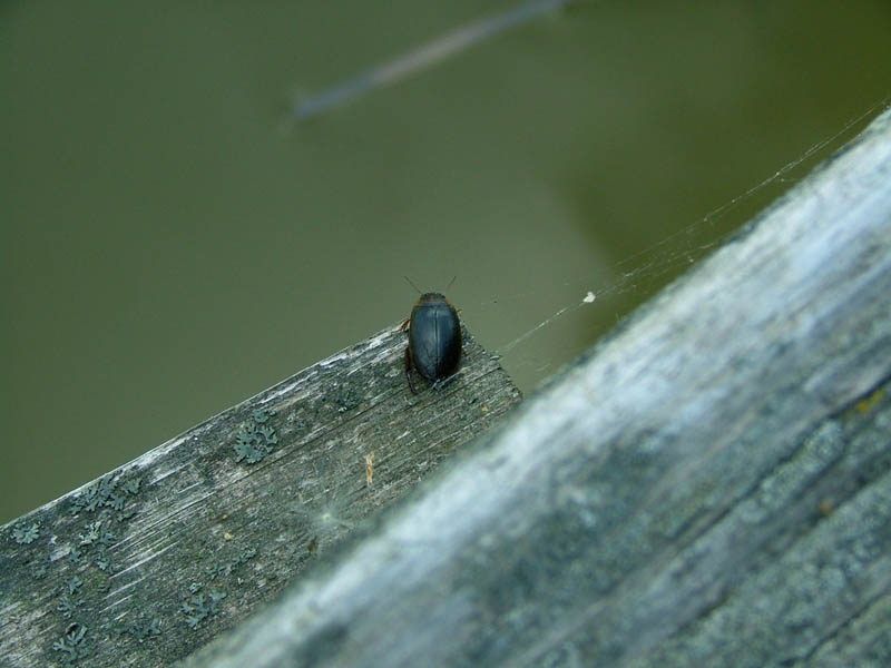 фото "Beetle" метки: природа, насекомое