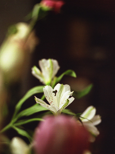 photo "The first day of SPRING" tags: nature, landscape, flowers, spring