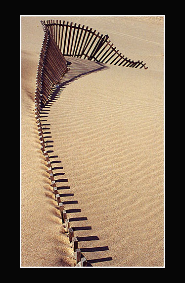 photo "reptile" tags: still life, 
