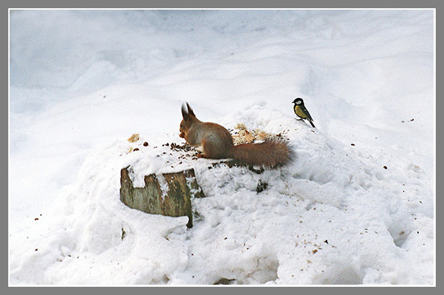 photo "Keep Order, Please (recomposed)" tags: nature, wild animals