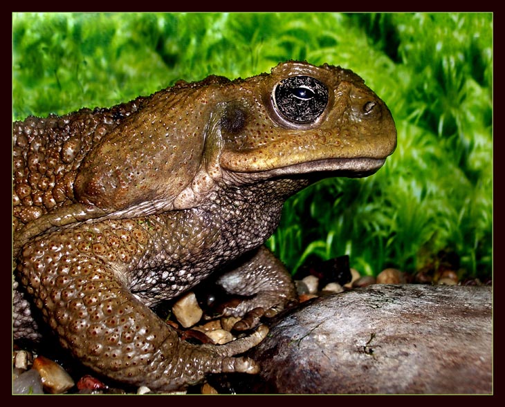 photo "Majestic profile of Sir Aga" tags: portrait, macro and close-up, 